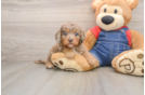 Cavapoo Pup Being Cute