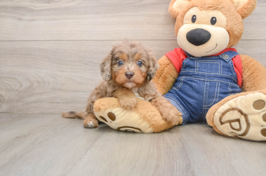 Cavapoo Pup Being Cute