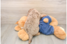 Popular Cavapoo Poodle Mix Pup