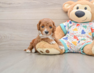 8 week old Cavapoo Puppy For Sale - Pilesgrove Pups
