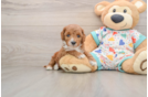 Cavapoo Puppy for Adoption