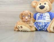 9 week old Cavapoo Puppy For Sale - Pilesgrove Pups
