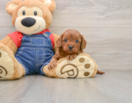 8 week old Cavapoo Puppy For Sale - Pilesgrove Pups
