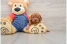 Energetic Cavoodle Poodle Mix Puppy