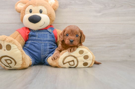 Energetic Cavoodle Poodle Mix Puppy