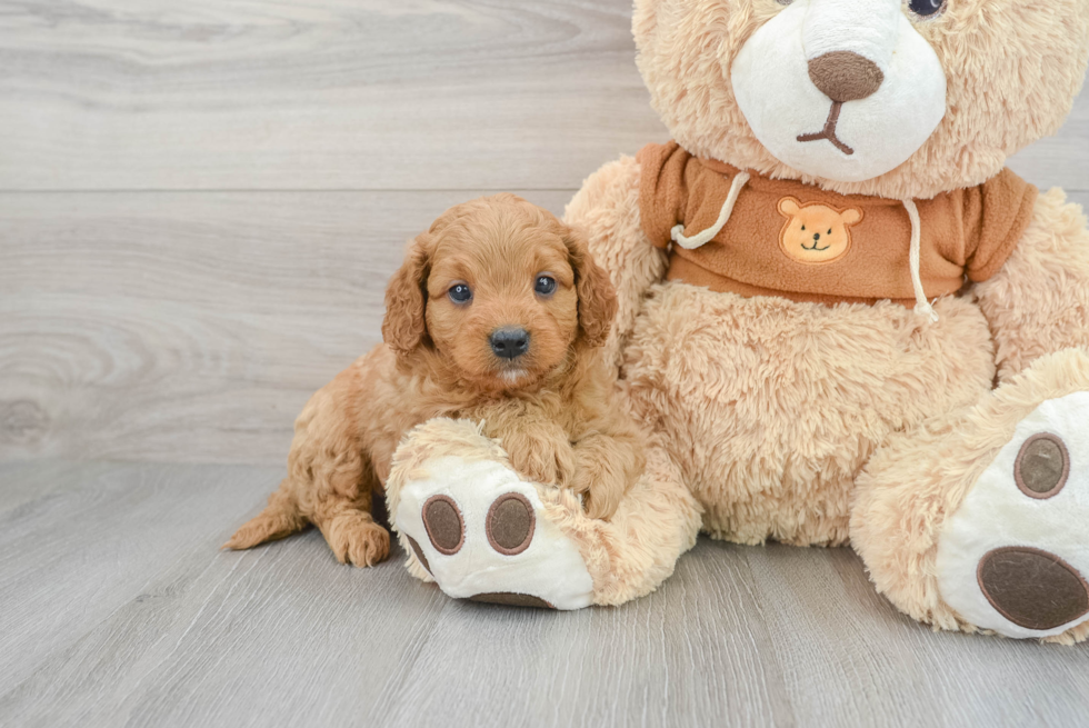 Cavapoo Pup Being Cute