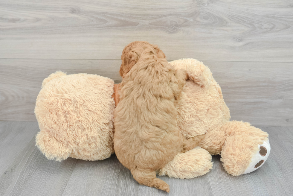 Friendly Cavapoo Baby