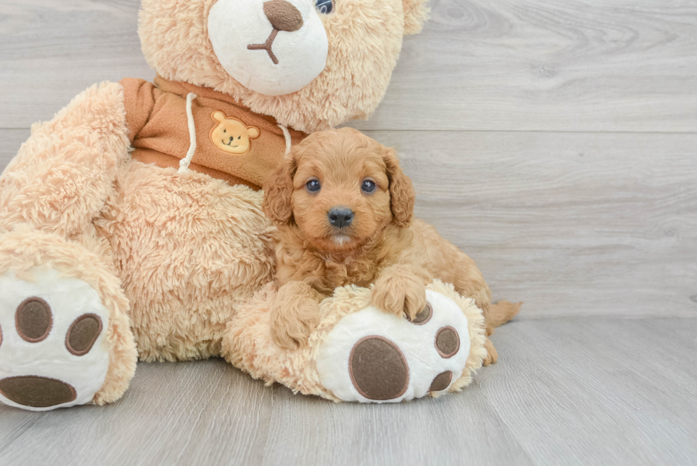 Hypoallergenic Cavoodle Poodle Mix Puppy