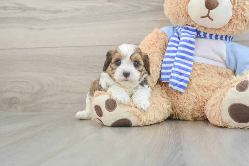 Best Cavapoo Baby