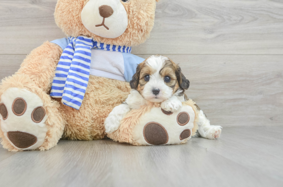 7 week old Cavapoo Puppy For Sale - Pilesgrove Pups