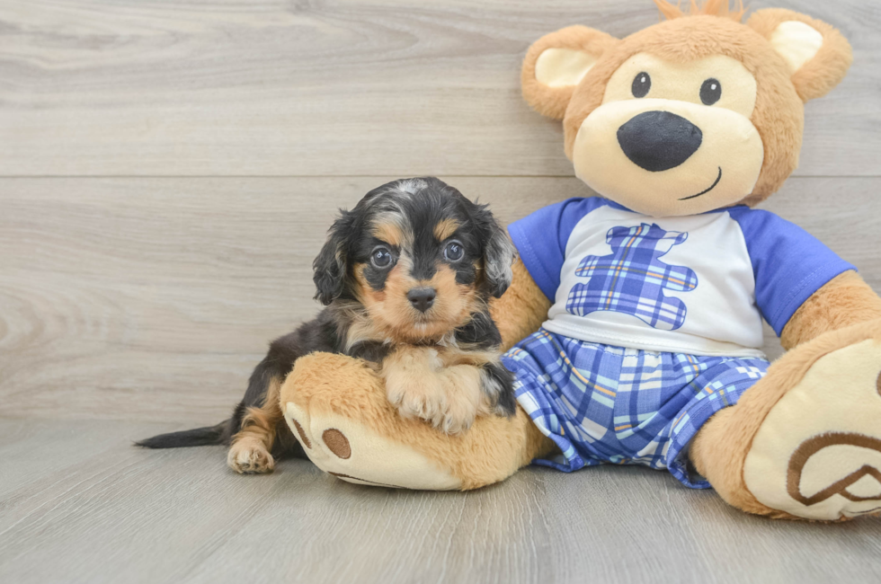6 week old Cavapoo Puppy For Sale - Pilesgrove Pups