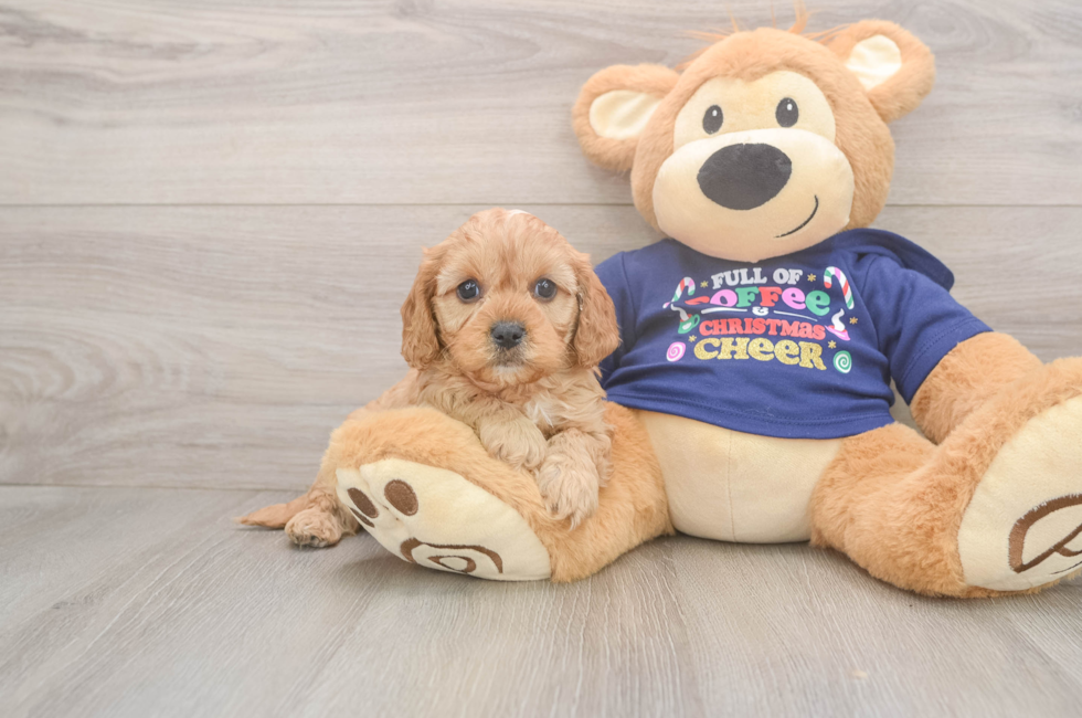 5 week old Cavapoo Puppy For Sale - Pilesgrove Pups
