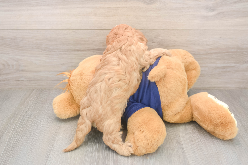 Popular Cavapoo Poodle Mix Pup