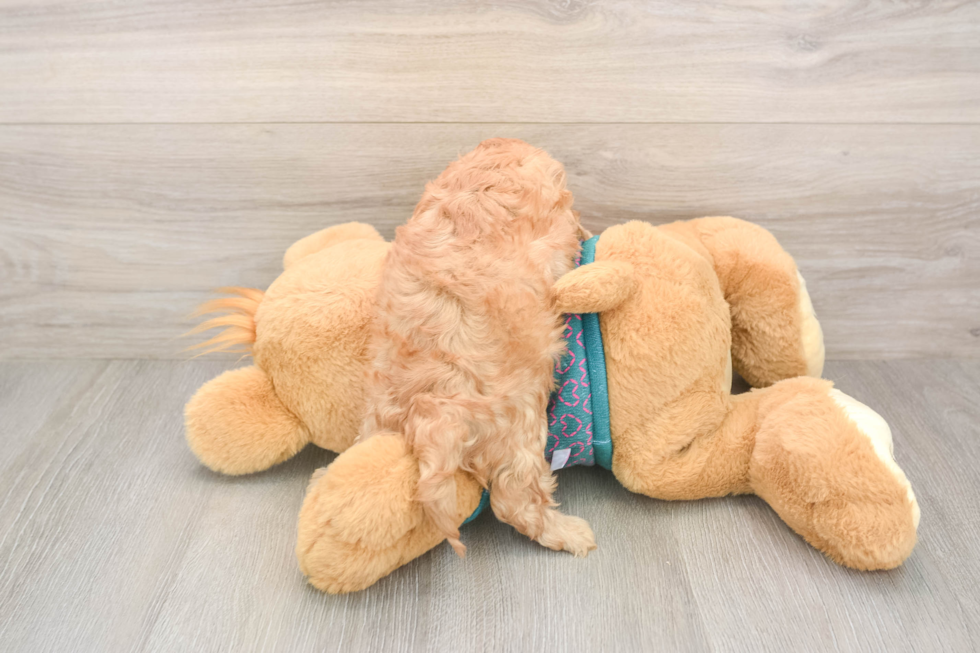 Hypoallergenic Cavadoodle Poodle Mix Puppy