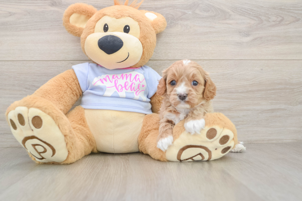 Hypoallergenic Cavadoodle Poodle Mix Puppy