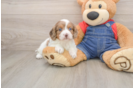 Cute Cavapoo Baby