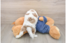 Hypoallergenic Cavadoodle Poodle Mix Puppy