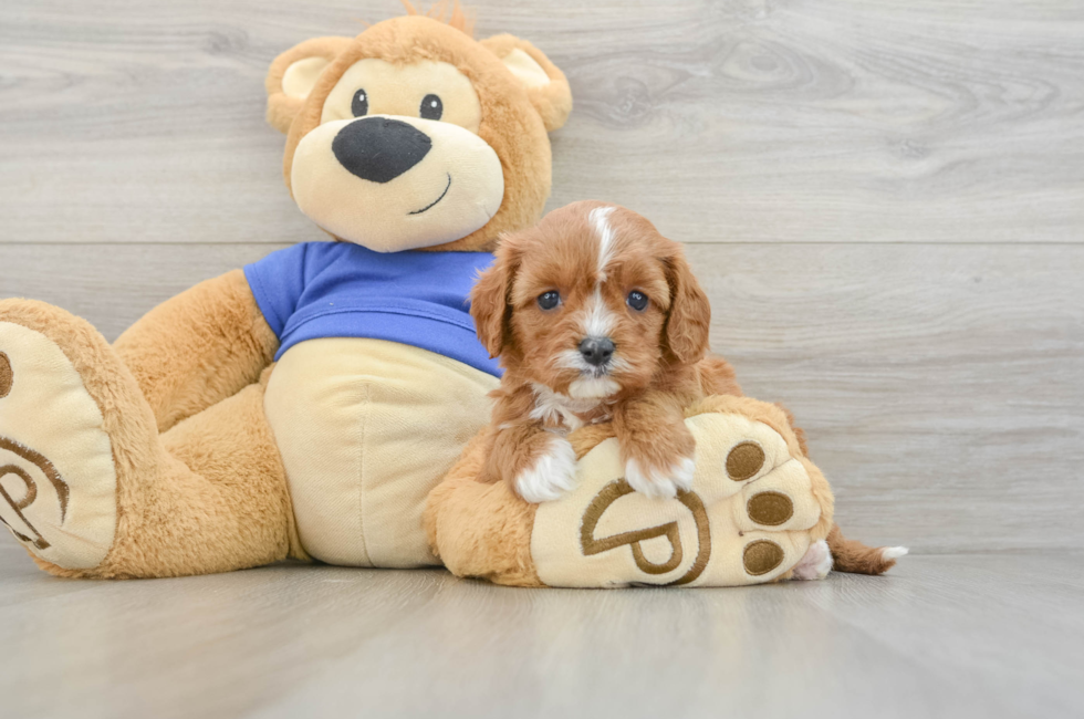 6 week old Cavapoo Puppy For Sale - Pilesgrove Pups