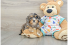 Best Cavapoo Baby