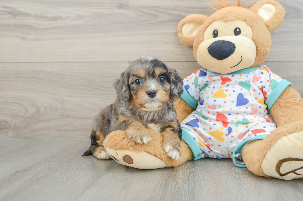 Best Cavapoo Baby