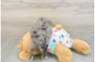 Popular Cavapoo Poodle Mix Pup