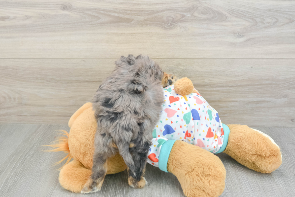 Popular Cavapoo Poodle Mix Pup