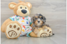 Adorable Cavalier King Charles Spaniel and Poodle Mix Poodle Mix Puppy