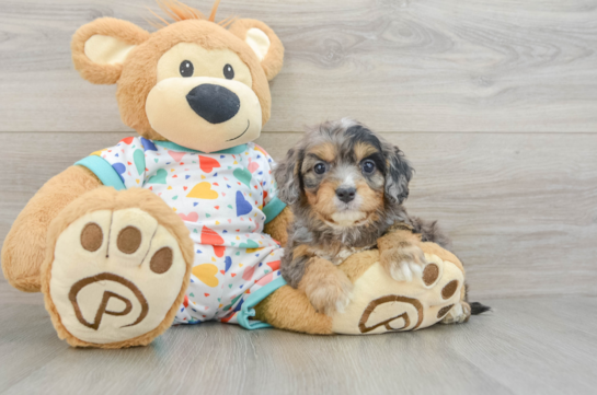 Adorable Cavalier King Charles Spaniel and Poodle Mix Poodle Mix Puppy