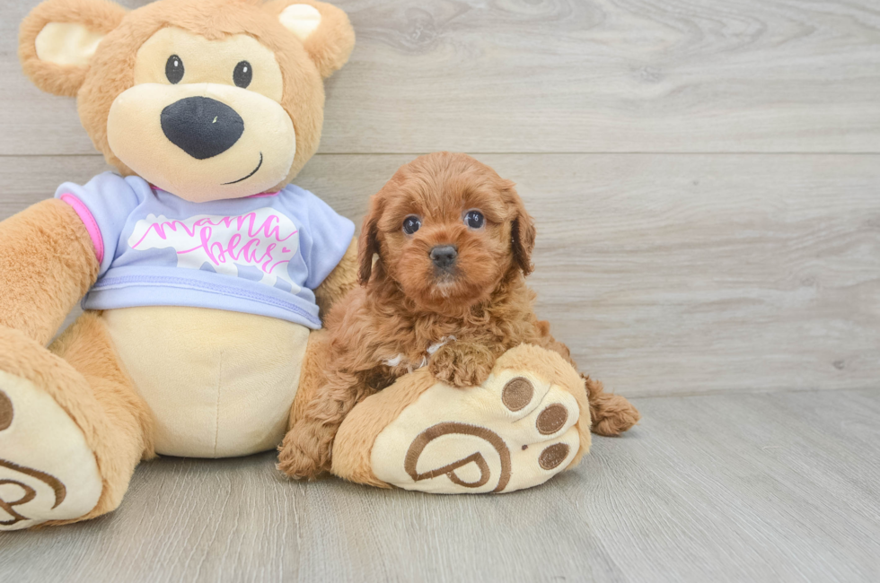 5 week old Cavapoo Puppy For Sale - Pilesgrove Pups