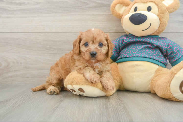 Hypoallergenic Cavadoodle Poodle Mix Puppy
