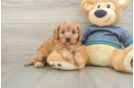 Hypoallergenic Cavadoodle Poodle Mix Puppy