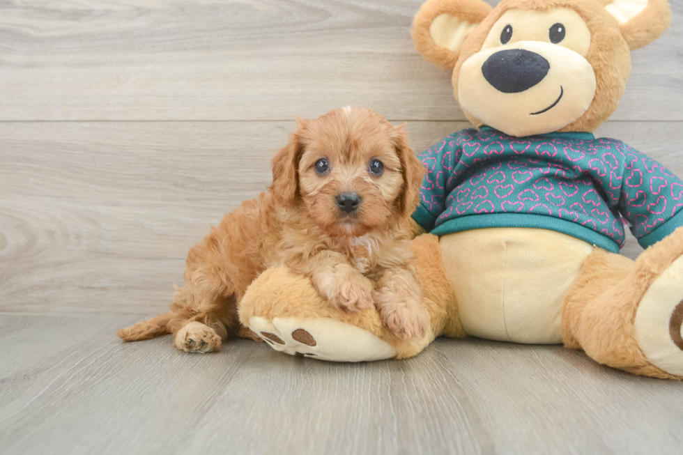 Hypoallergenic Cavadoodle Poodle Mix Puppy