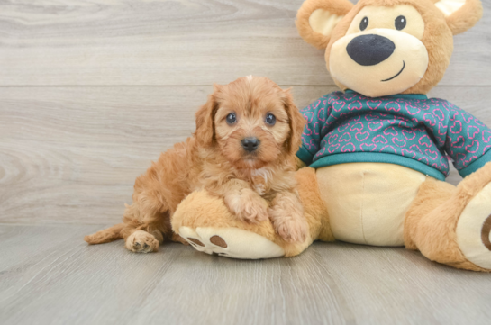 Hypoallergenic Cavadoodle Poodle Mix Puppy