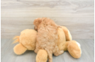 Best Cavapoo Baby