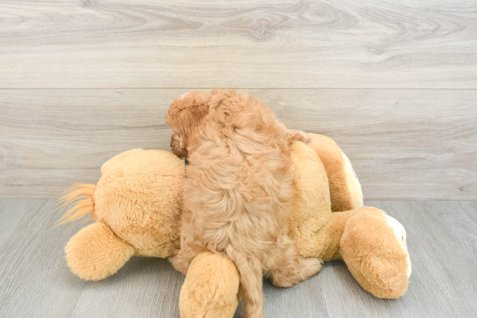 Best Cavapoo Baby