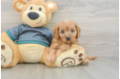 Hypoallergenic Cavadoodle Poodle Mix Puppy