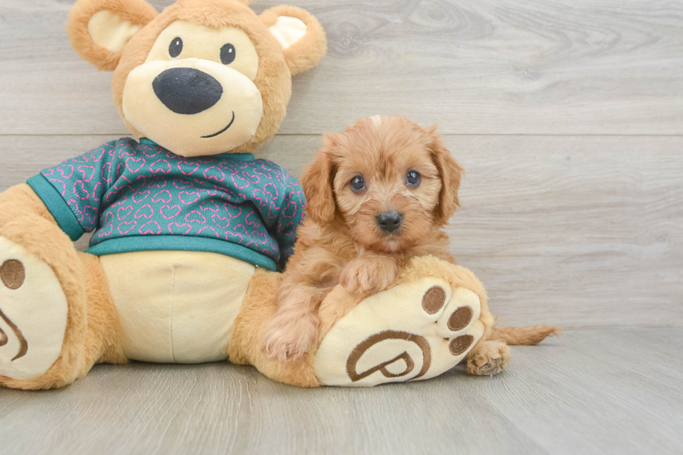 Hypoallergenic Cavadoodle Poodle Mix Puppy