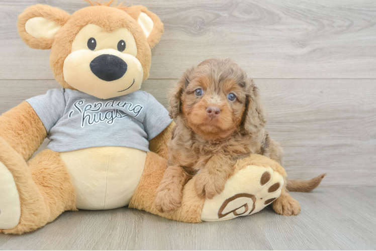 Petite Cavapoo Poodle Mix Pup