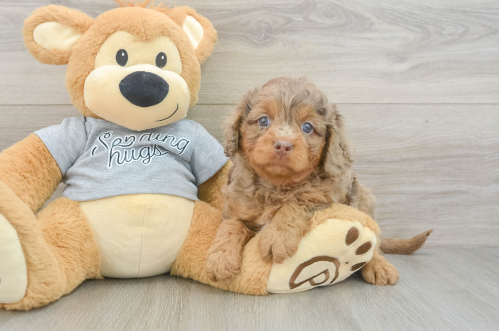 5 week old Cavapoo Puppy For Sale - Pilesgrove Pups