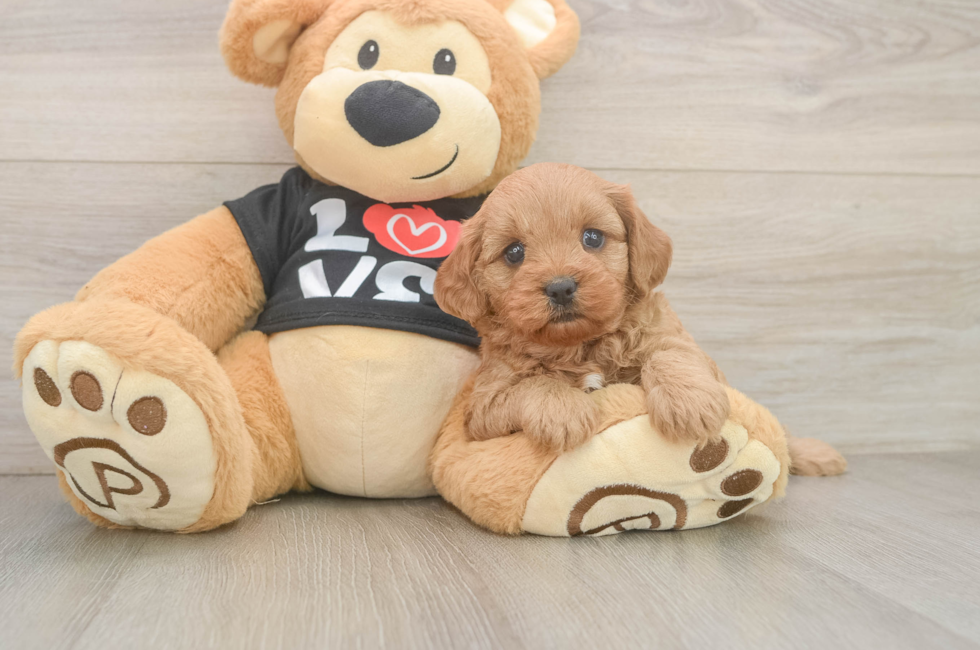 5 week old Cavapoo Puppy For Sale - Pilesgrove Pups