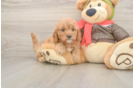 Friendly Cavapoo Baby