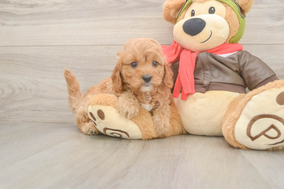 Friendly Cavapoo Baby
