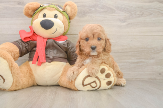 Happy Cavapoo Baby