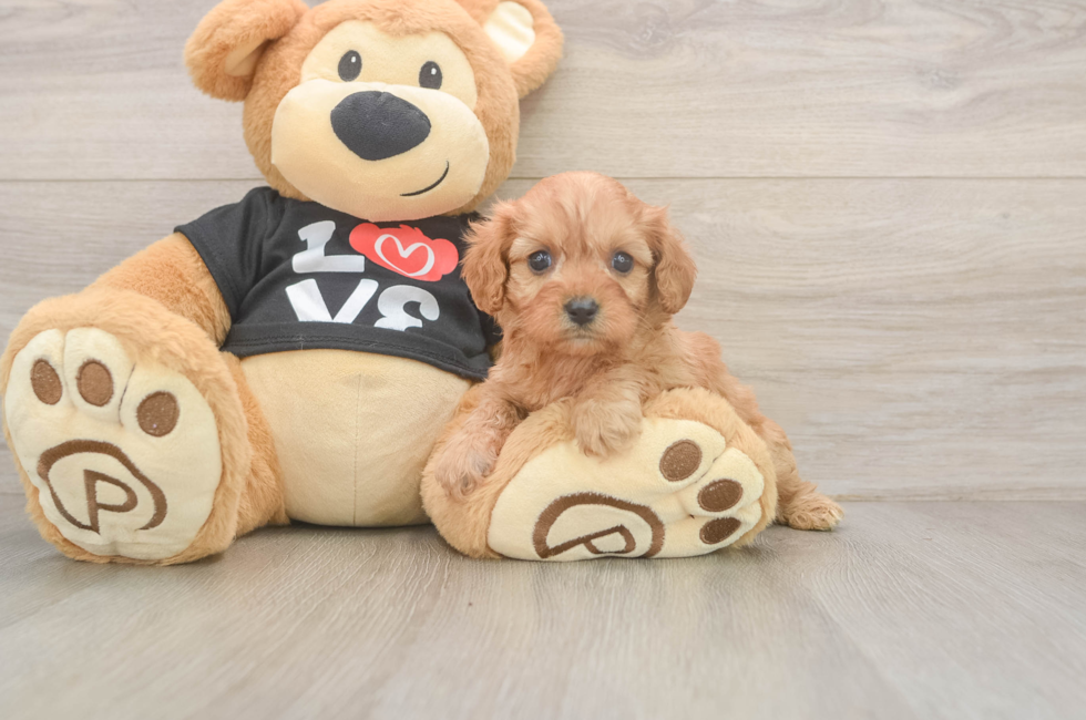5 week old Cavapoo Puppy For Sale - Pilesgrove Pups