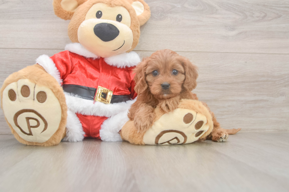 6 week old Cavapoo Puppy For Sale - Pilesgrove Pups
