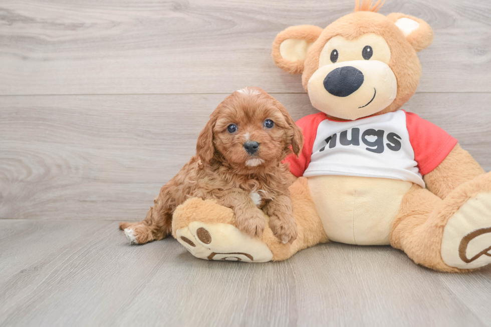 Friendly Cavapoo Baby
