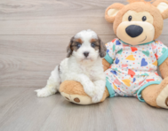 8 week old Cavapoo Puppy For Sale - Pilesgrove Pups