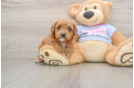 Little Cavipoo Poodle Mix Puppy