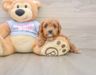 7 week old Cavapoo Puppy For Sale - Pilesgrove Pups
