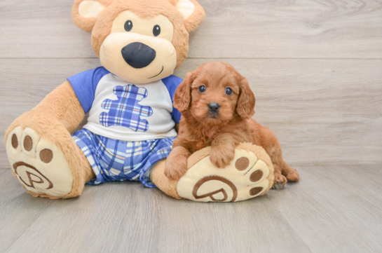 Best Cavapoo Baby